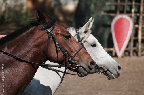 heads of two horses red and white suit © SashaS