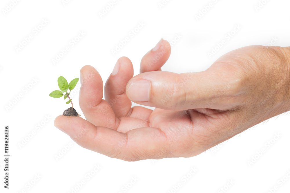 Young plant growing on fingers isolated white background Young plant growing on fingers isolated white background