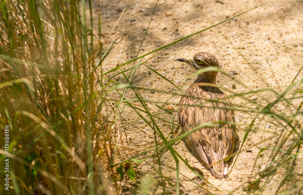 Obraz premium Small brown sandpiper water bird sitting on nest
