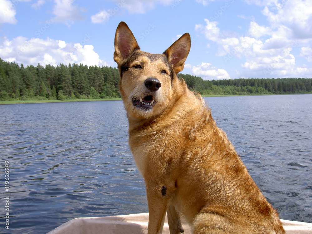 Beautiful red-haired dog on a boat in the lake Beautiful red-haired dog on a boat in the lake