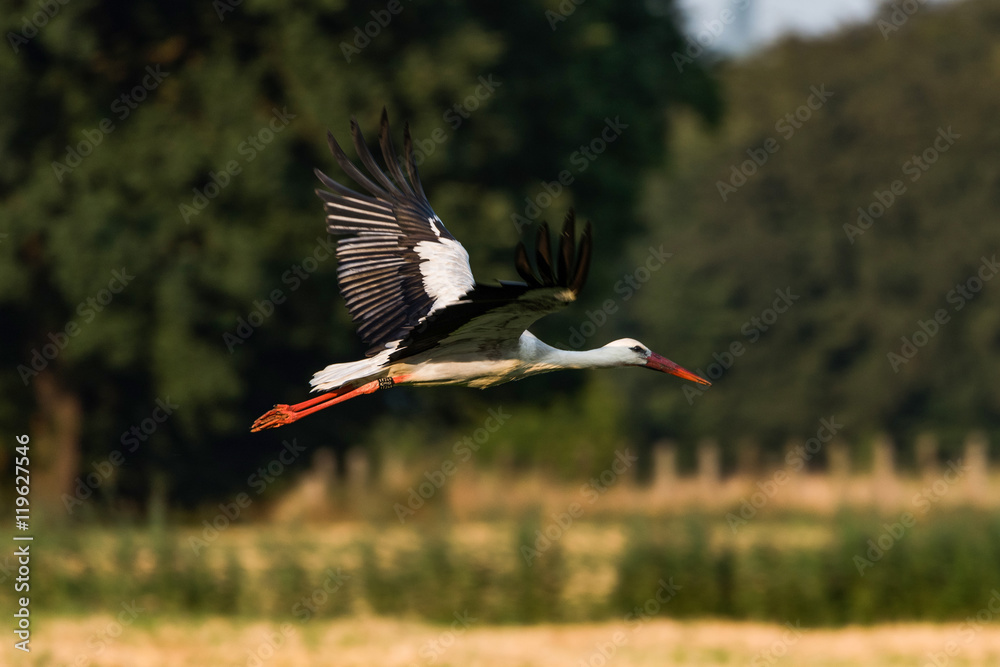 Naklejka premium Storch im Flug über einem Feld