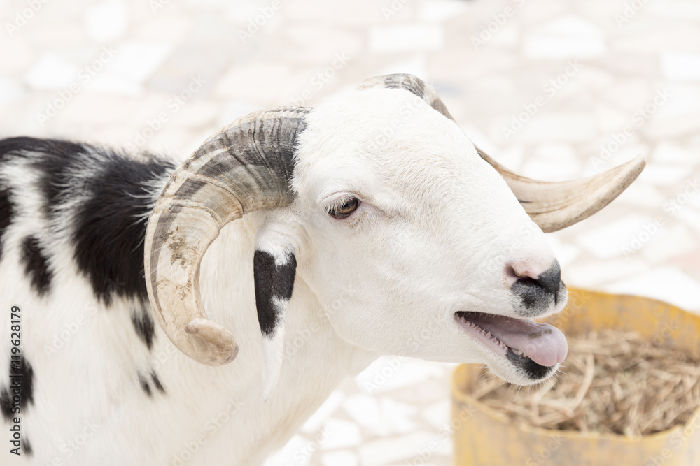Fototapeta premium Sahelian Ram with a white and black coat