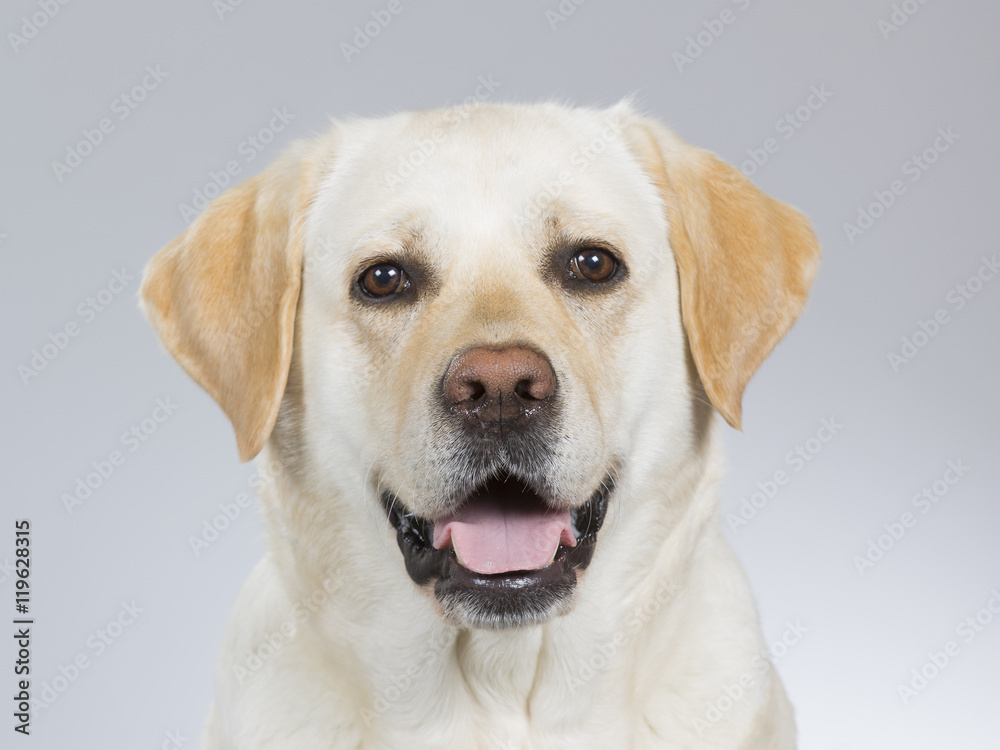 Golden retriever portrait. Image taken in a studio. Golden retriever portrait. Image taken in a studio.