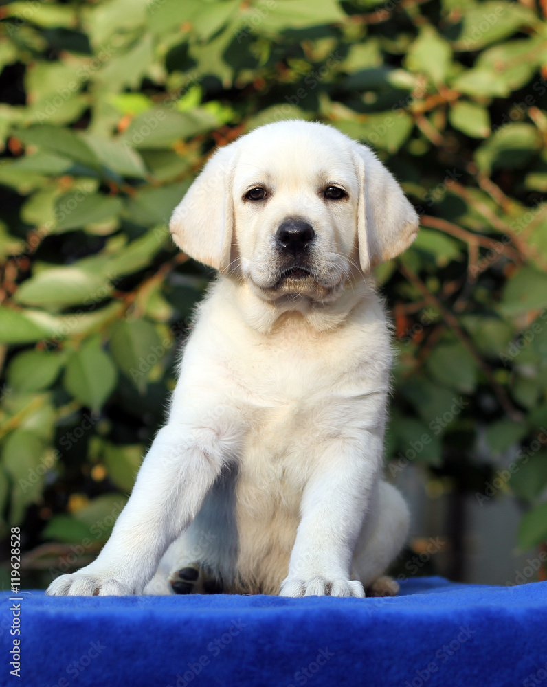 a little labrador puppy on a blue background a little labrador puppy on a blue background