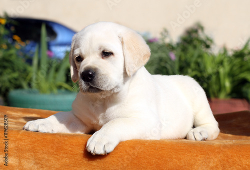 the little labrador puppy on an orange background