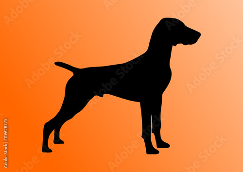 Deutsch Kurzhaar Vorstehhund