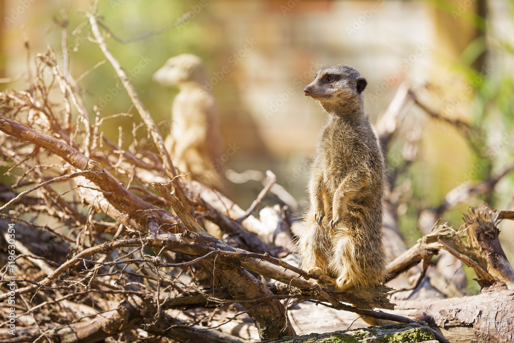 Fototapeta premium meerkat suricate