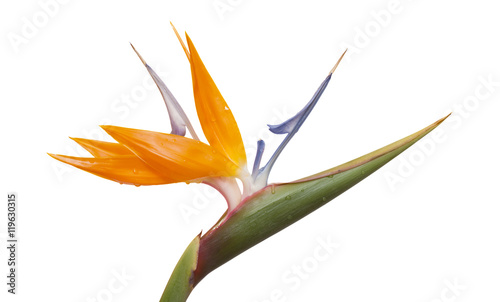bird of paradise flower isolated photo