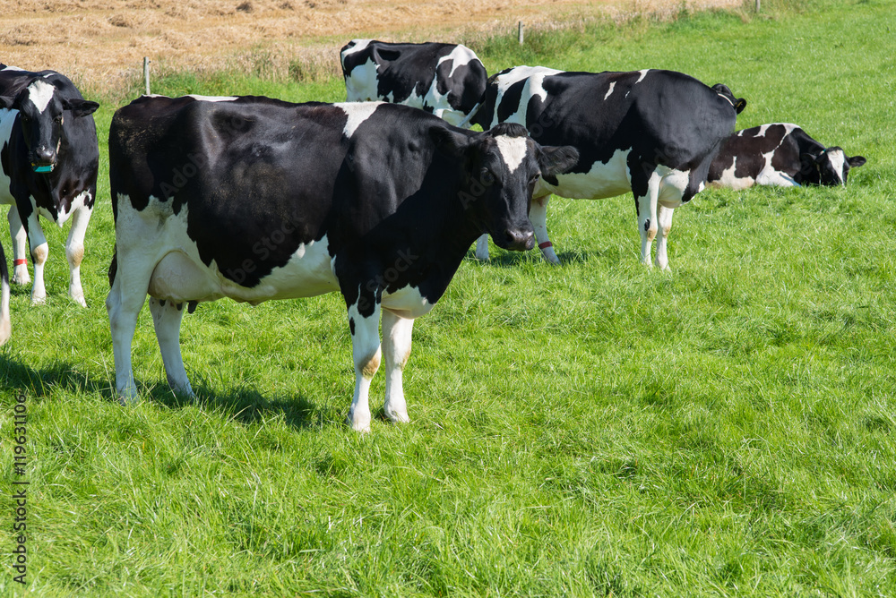 several cows standing in a green meadow in sunny weather