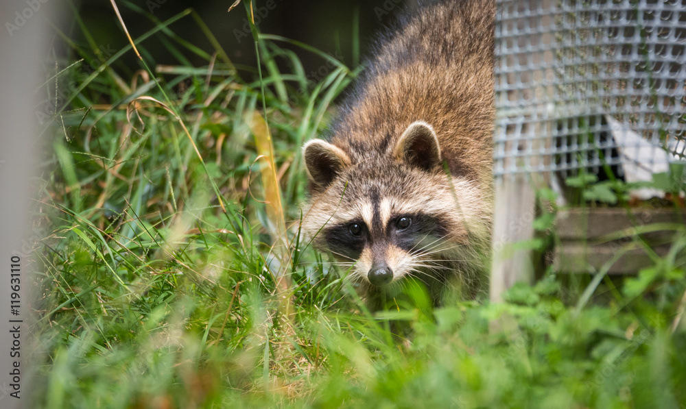 Obraz premium Raccoon (Procyon lotor(s) in the woods at a feeder. Smart young animals playfully and shyly make an appearance from the woods.