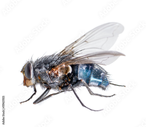dead blue fly