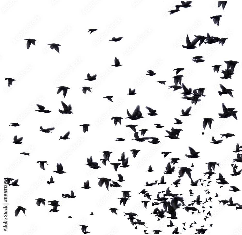 A flock of migratory birds. set of black silhouettes of birds flying in ...