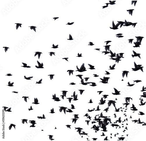 A flock of migratory birds. set of black silhouettes of birds flying in the sky. Isolated on white background