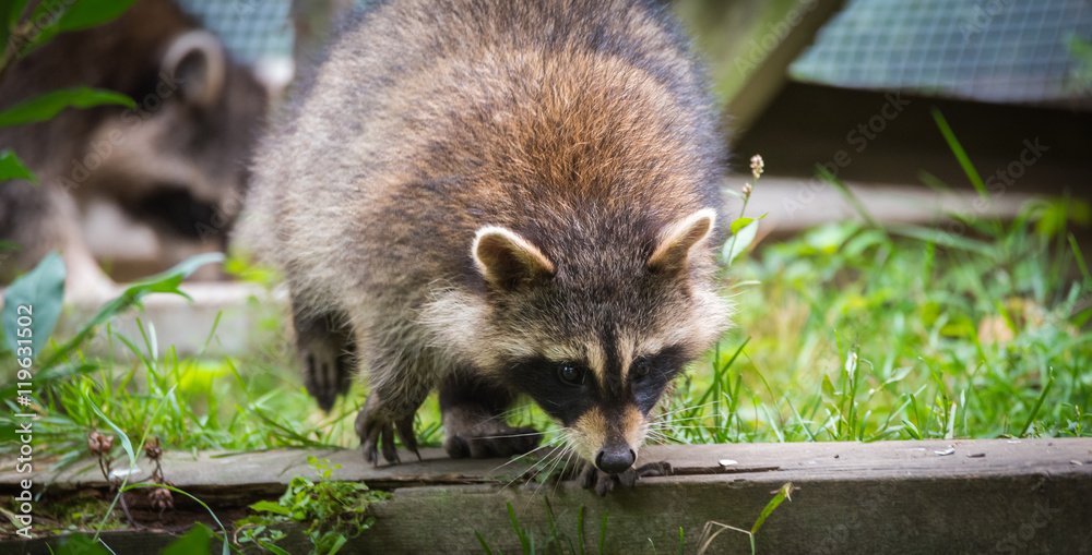 Raccoon (Procyon lotor(s) in the woods at a feeder. Smart young animals playfully and shyly make an appearance from the woods. Stock Photo | Adobe Stock Raccoon (Procyon lotor(s) in the woods at a feeder. Smart young animals playfully and shyly make an appearance from the woods. Stock Photo | Adobe Stock