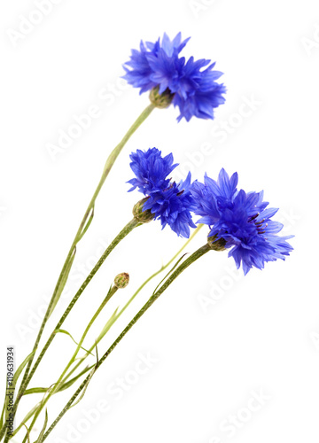 Fototapeta Naklejka Na Ścianę i Meble -  dark blue cornflower