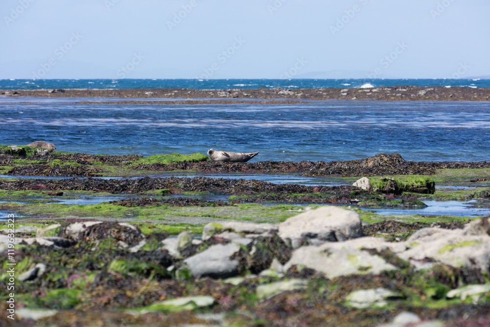Sea lion in Ireland