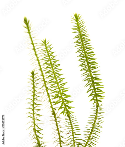 clubmoss plants isolated