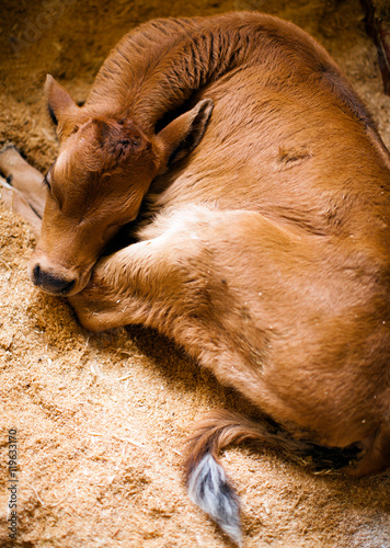 Newborn calf, baby cow lying down on straw in a barn photo