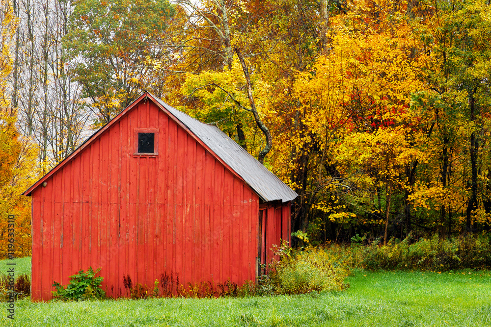Red barn in autumn, by colorful yellow and orange fall trees and leaves