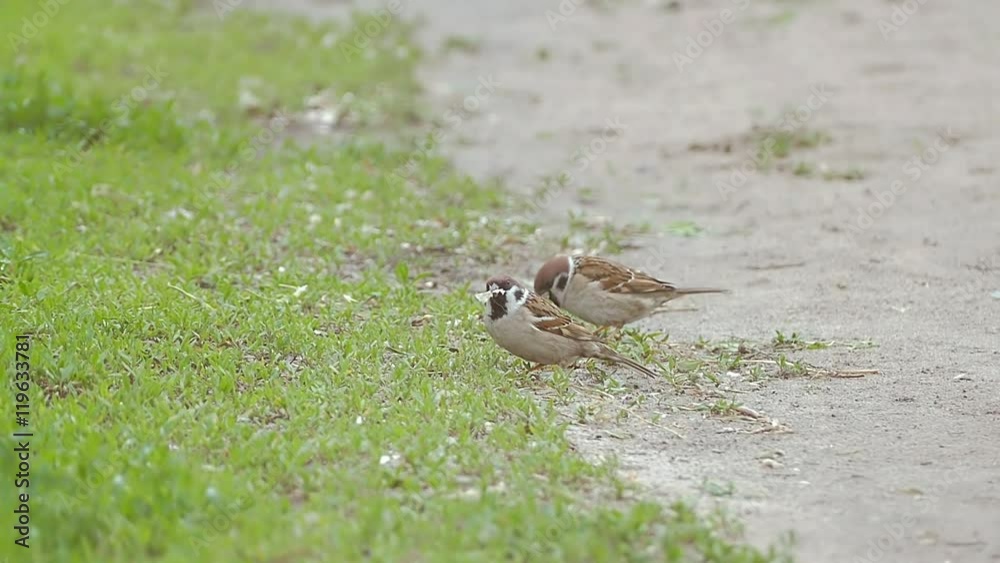 three sparrows eating seeds slow motion video three sparrows eating seeds slow motion video