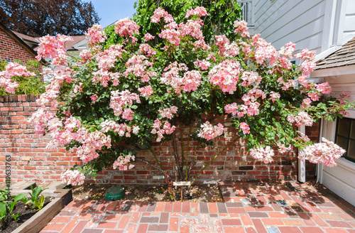 Luther Burbank Home and Gardens photo