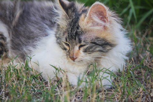 gatito con sueño 