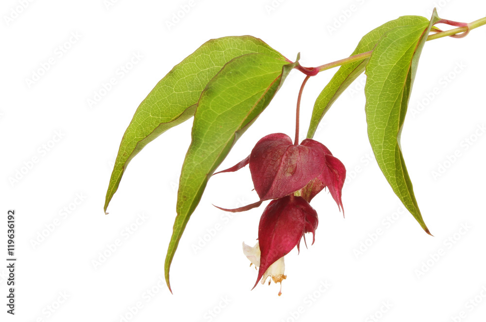 Obraz premium Abutilon flower and leaves