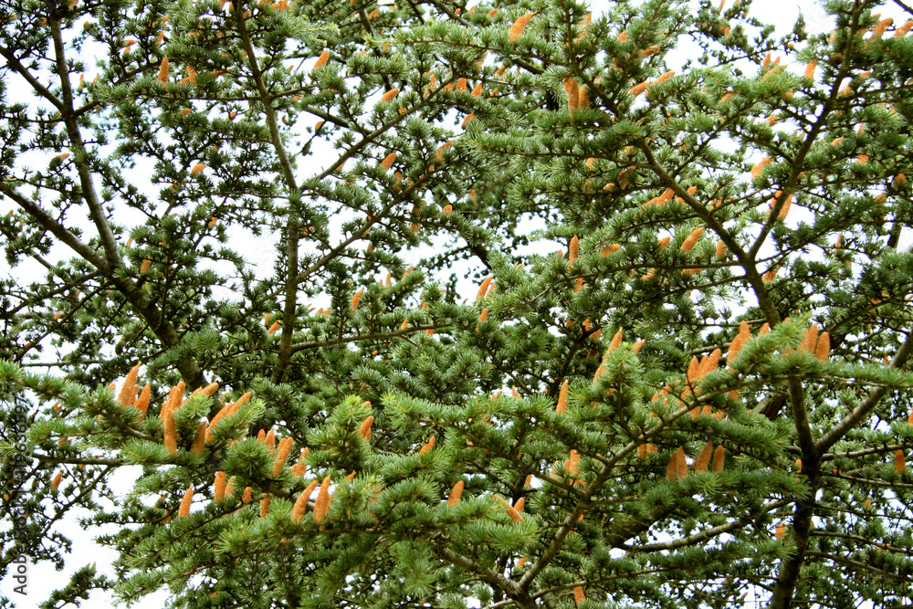 Forest / Cones on the branch of fir