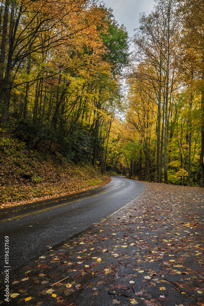 Fototapeta premium Autumn Road, Great Smoky Mountains