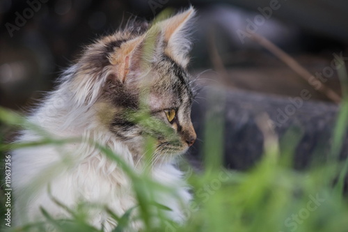 gatito de perfil entre el verde pasto
