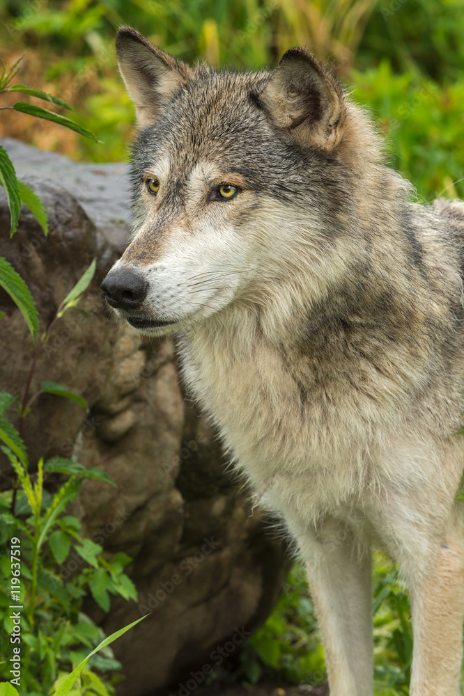 Grey Wolf (Canis lupus) Stands Near Rock