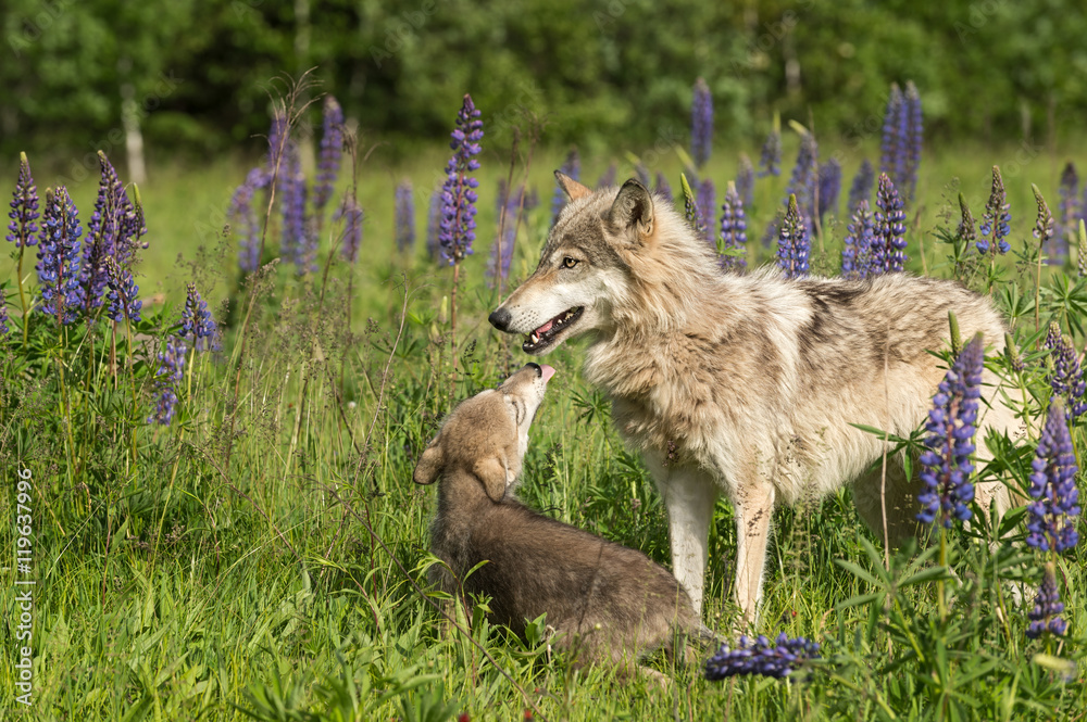 Naklejka premium Grey Wolf (Canis lupus) Pup Begs From Yearling