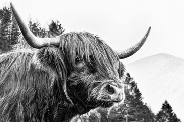 Glasbilder Tieren Schottisches Rindfleisch  © Nikokvfrmoto