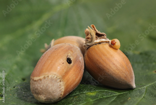 le ver et la noisette  photo