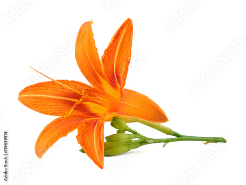 Flower of lily isolated on white background