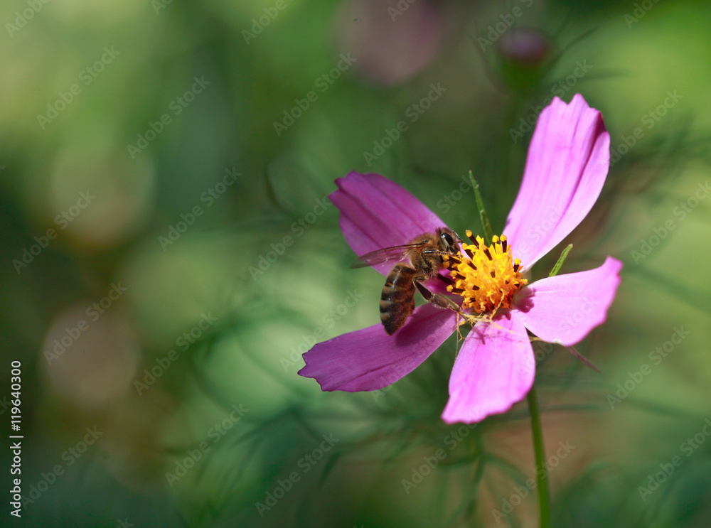 Fototapeta premium bee on flower