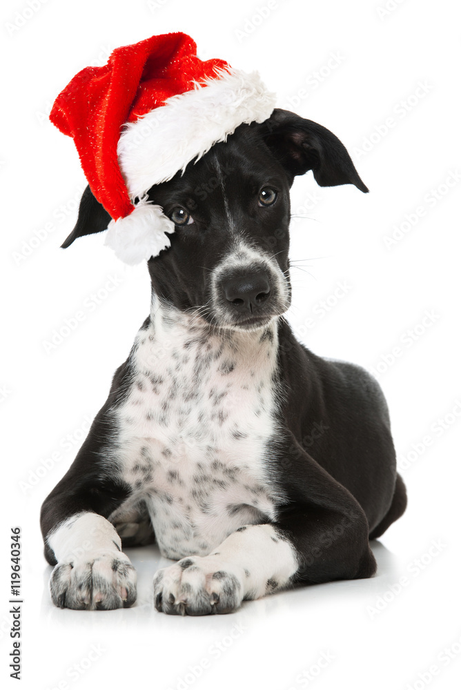 Welpe mit Weihnachtsmütze