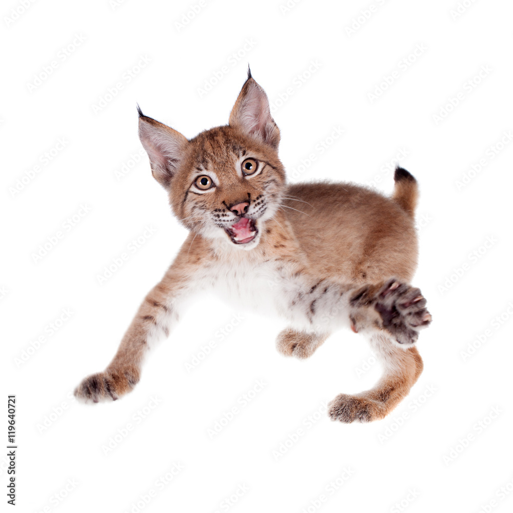 Naklejka premium Eurasian Lynx cub on white