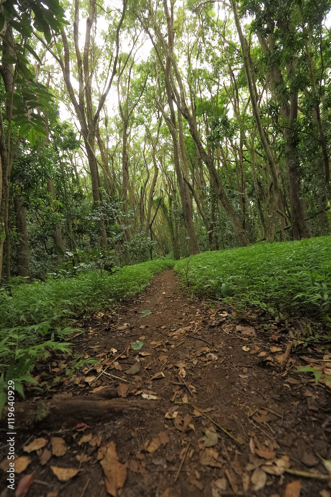 A hiking trail on the island of Kauai, Hawaii