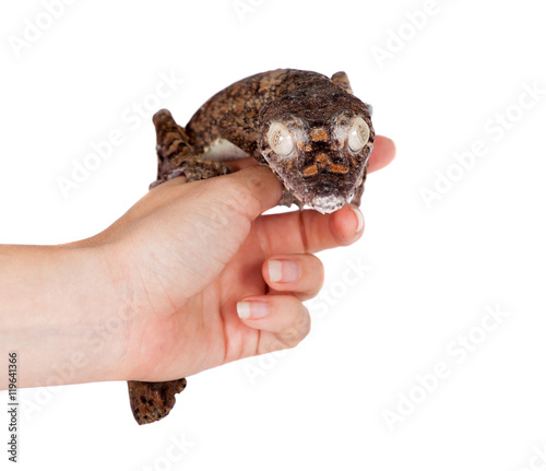 Giant leaf tailed gecko on white photo