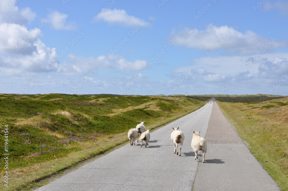 Naklejka premium Schafe auf Sylt