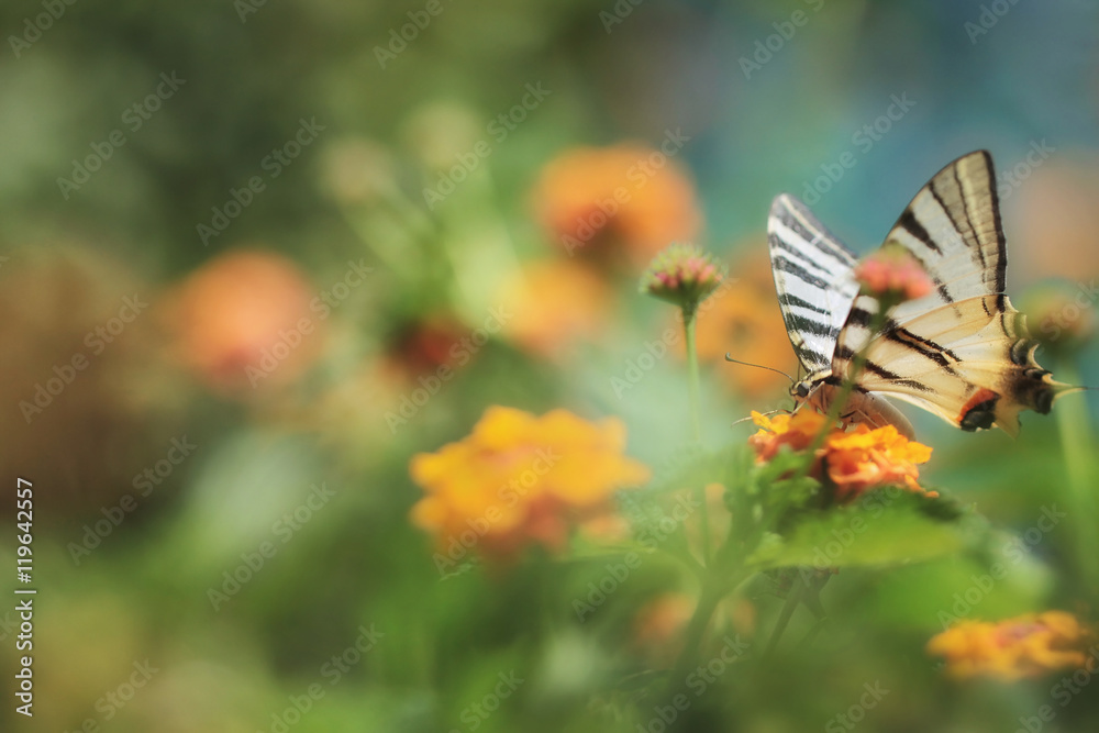 Scarce Swallowtail (Iphiclides podalirius) Scarce Swallowtail (Iphiclides podalirius)