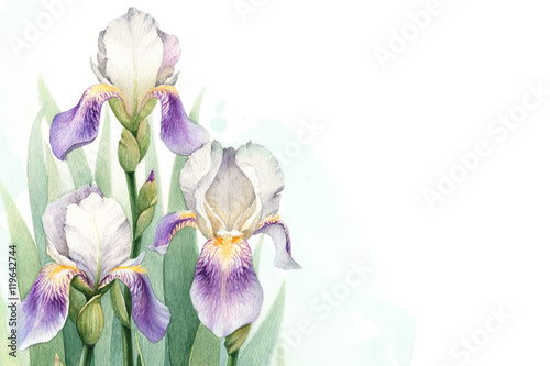 Watercolor illustration of an iris flower. Perfect for greeting