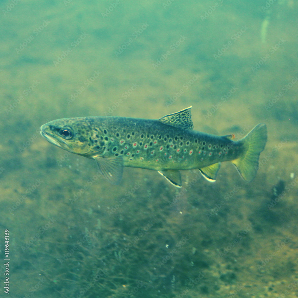 Fototapeta premium Fish - With Instagram effect