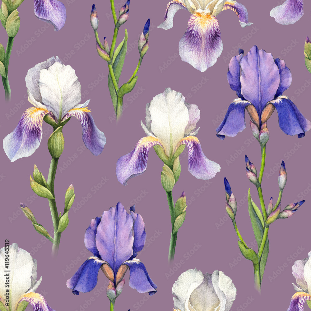 Watercolor iris flower illustrations. Seamless pattern
