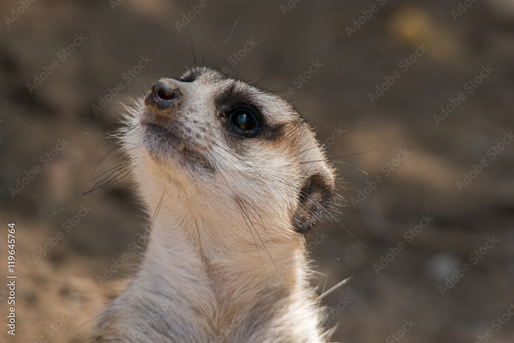 Fototapeta premium Meerkat