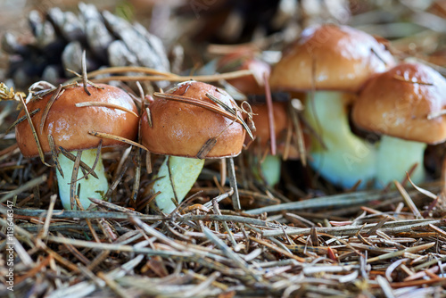 A group of edible forest mushrooms (Suillus luteus) photo