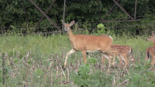 White tailed deer feeding  on the farm field