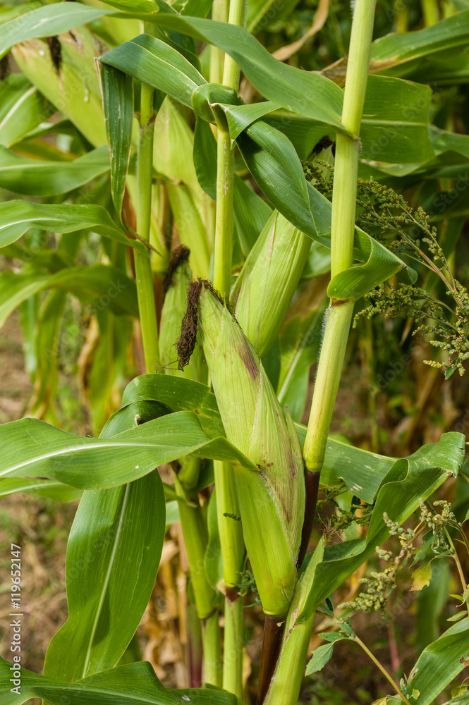 Sweet corn growing in the farm field Sweet corn growing in the farm field