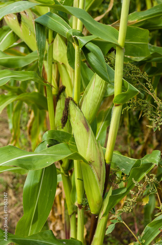 Sweet corn growing in the farm field